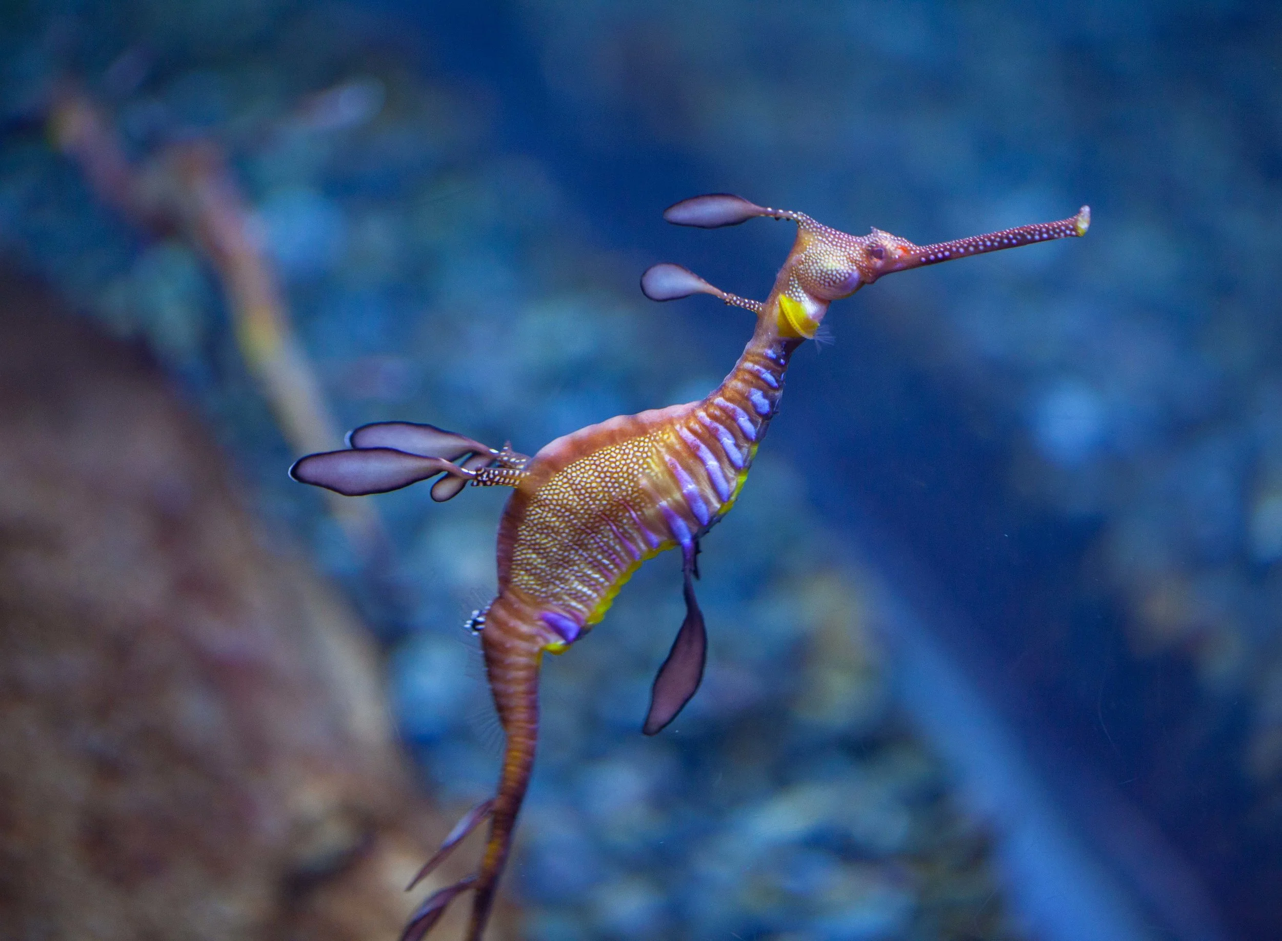 Dragon Fish-0460.jpg