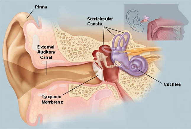 ear.jpg