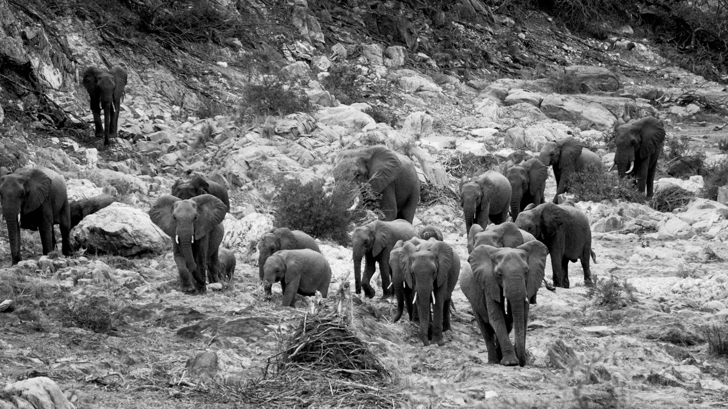 The Front Lounge w/ KONGOS