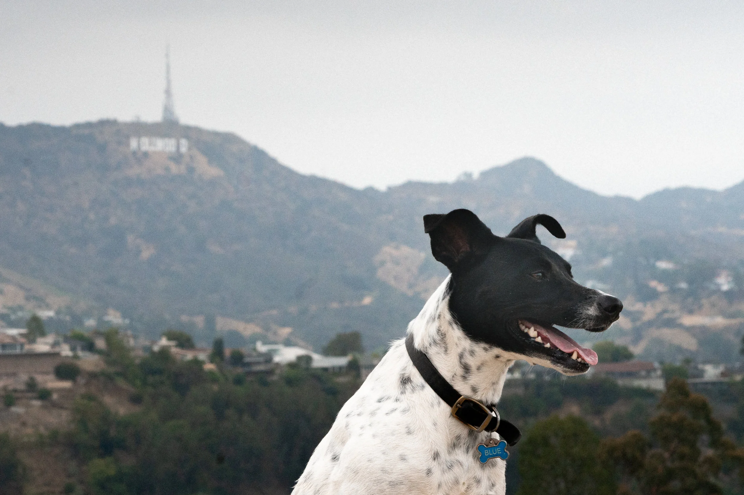 LA_Runyon07220180629.jpg