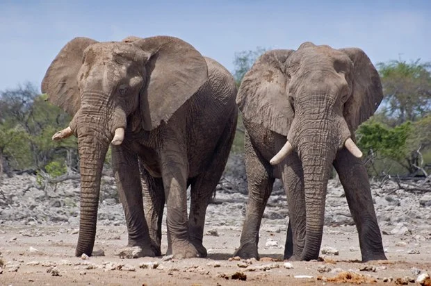 Etosha National Park