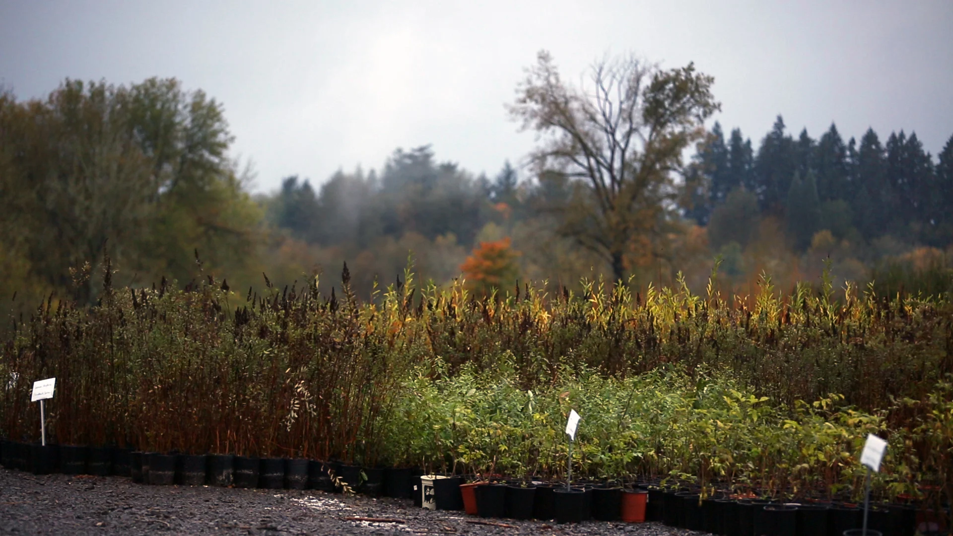 Plant Distribution Area