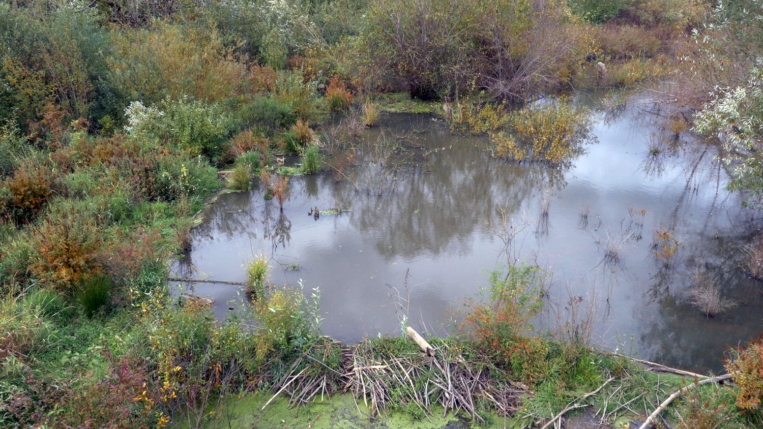 Fanno Creek Tree For All