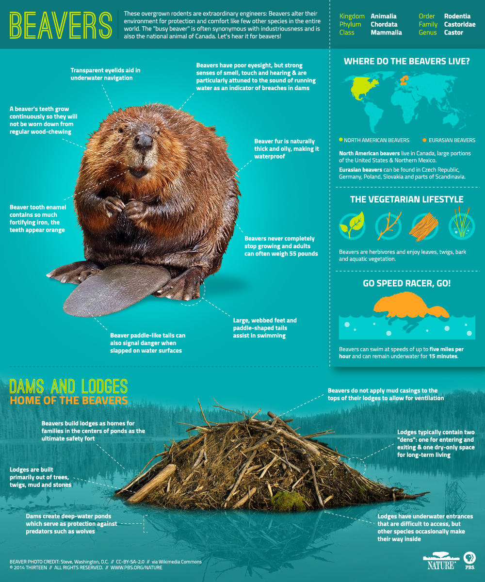 Beavers Are Keystone Species in USA