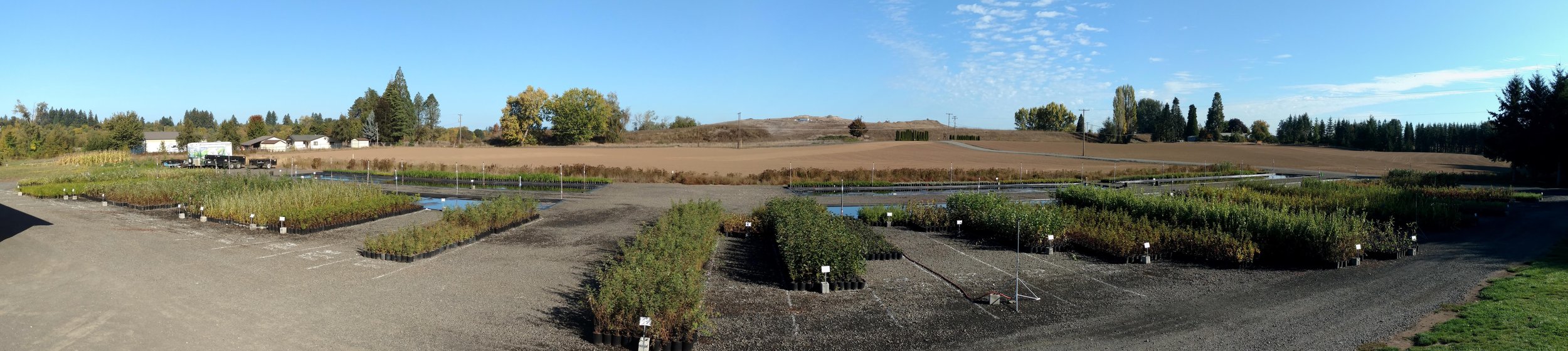 Fall: Trees and Seedlings, Ready for Pickup