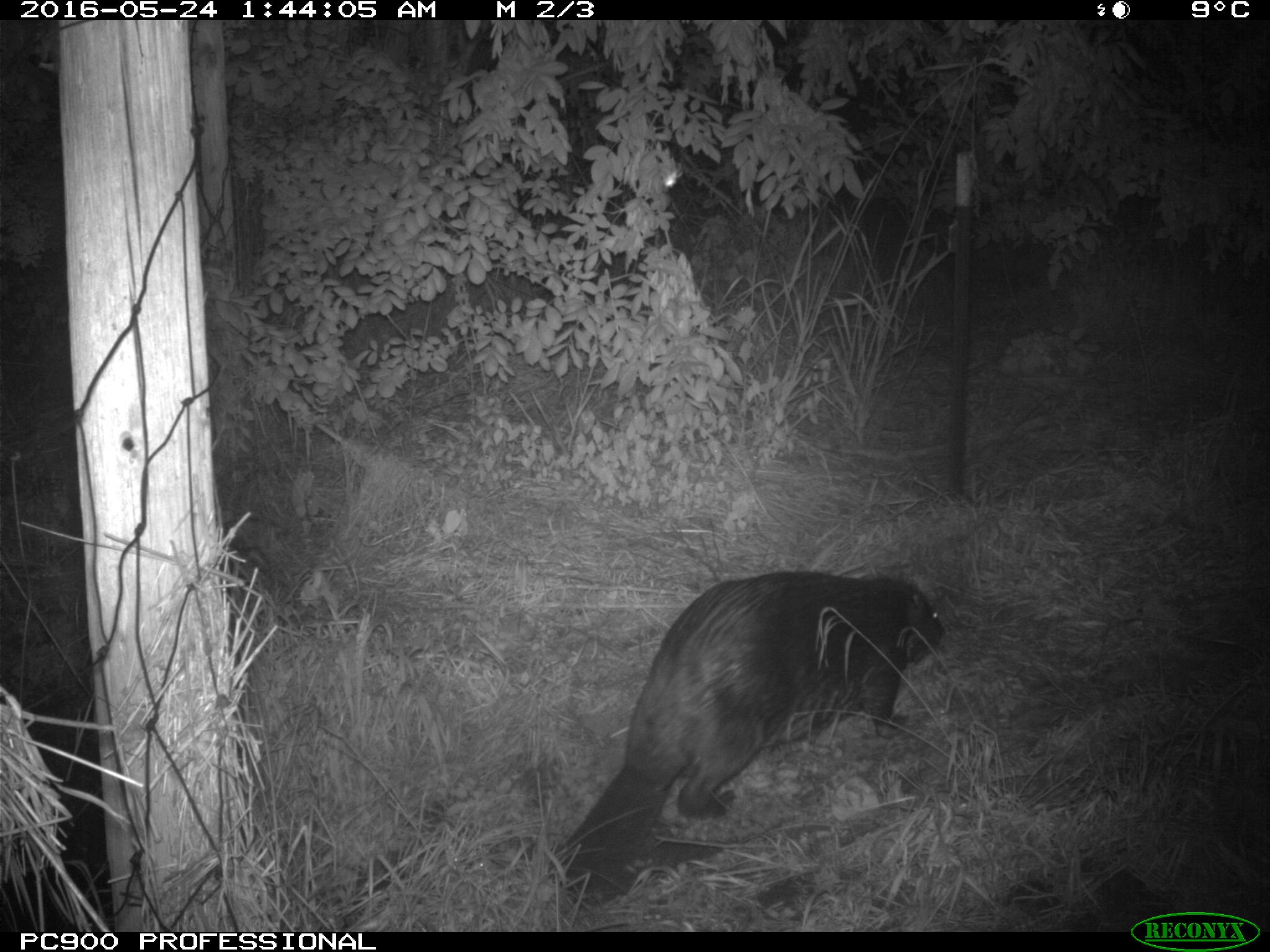 Beaver, Rock Creek ESC Wildlife Cam