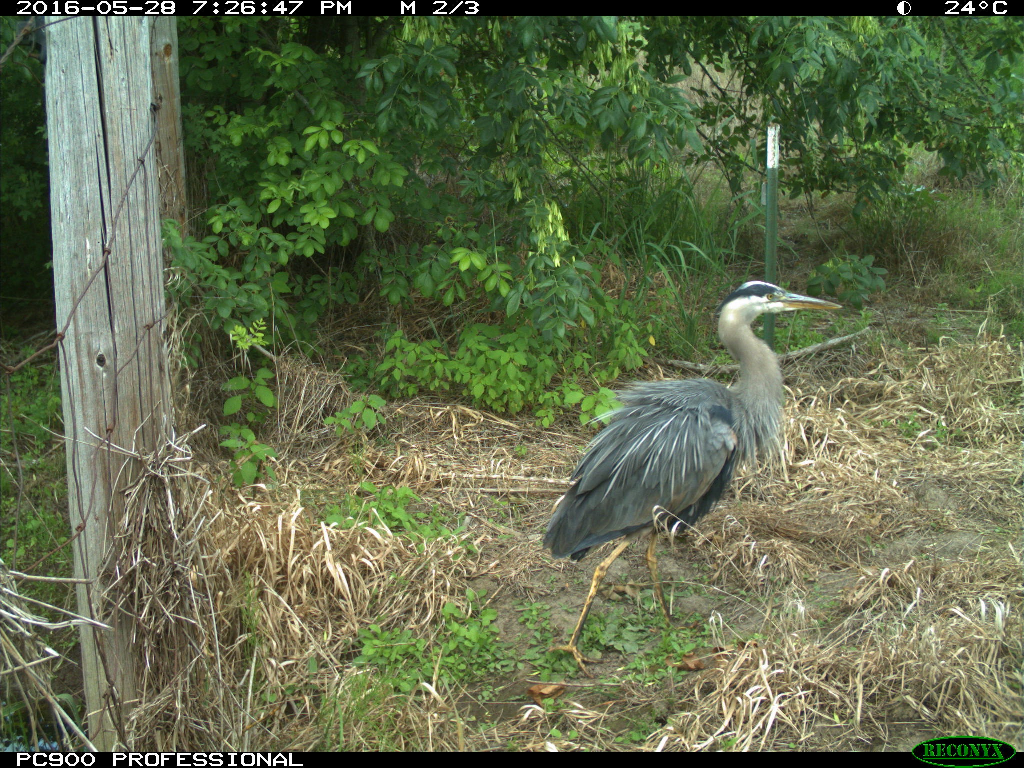 Great Blue Heron, Rock Creek ESC Wildlife Cam