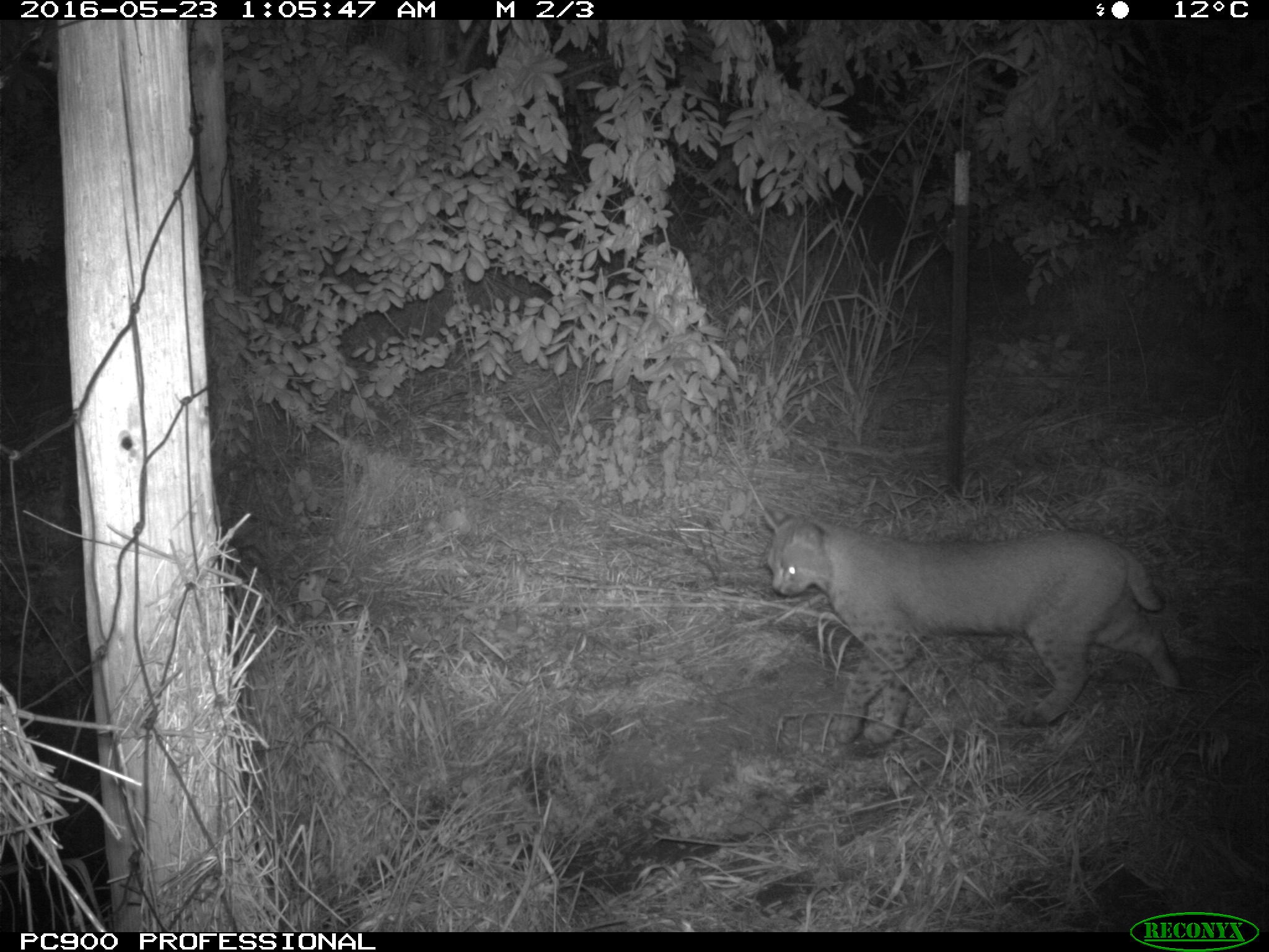 Bobcat, Rock Creek ESC Wildlife Cam