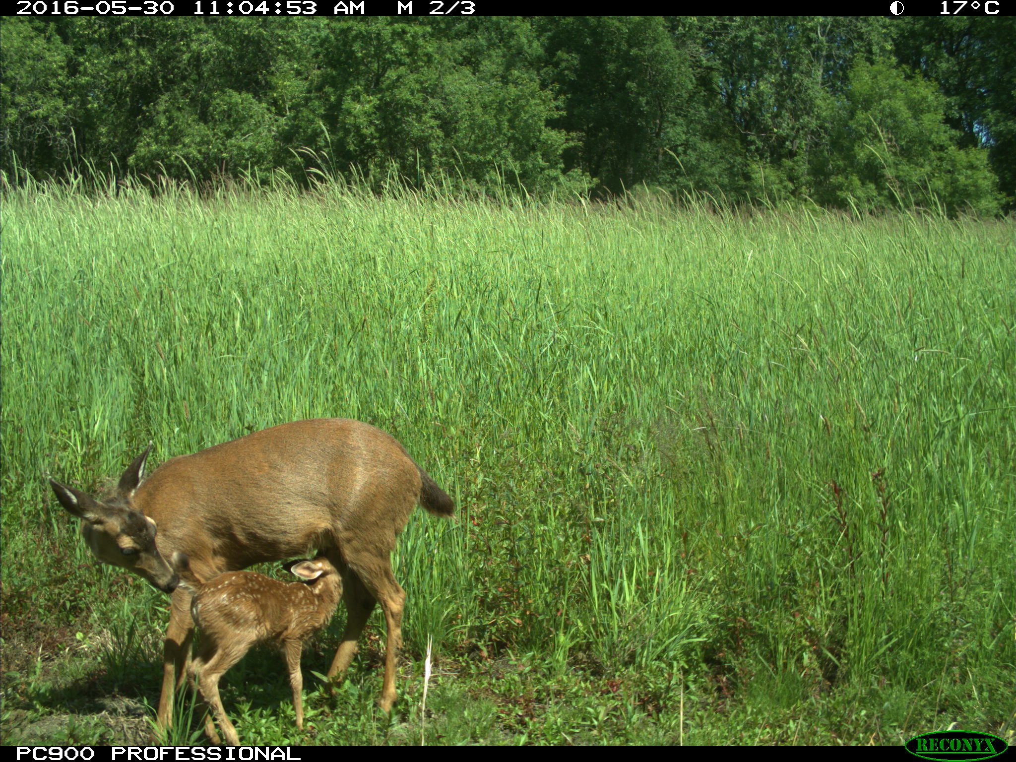 Deer, Rock Creek ESC Wildlife Cam