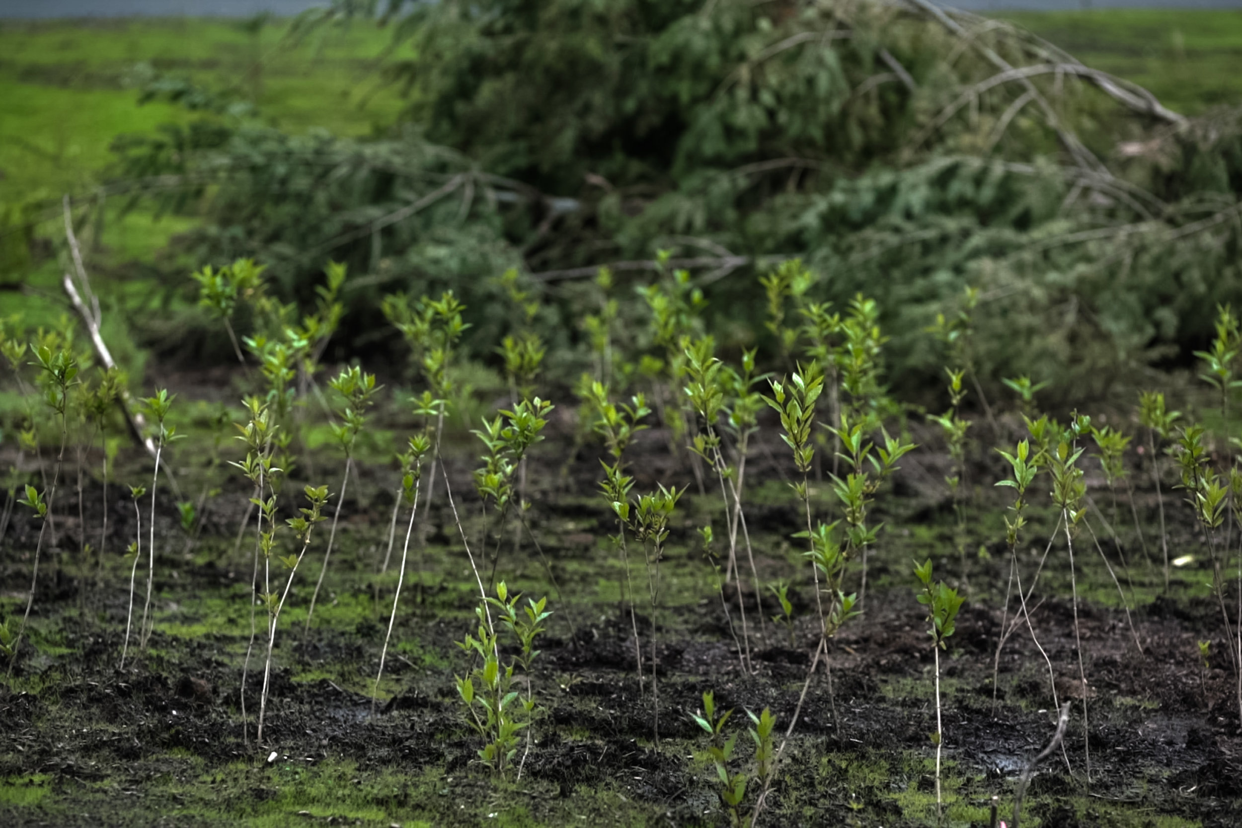  Volunteers and contractors have planted thousands of native plants.&nbsp; 