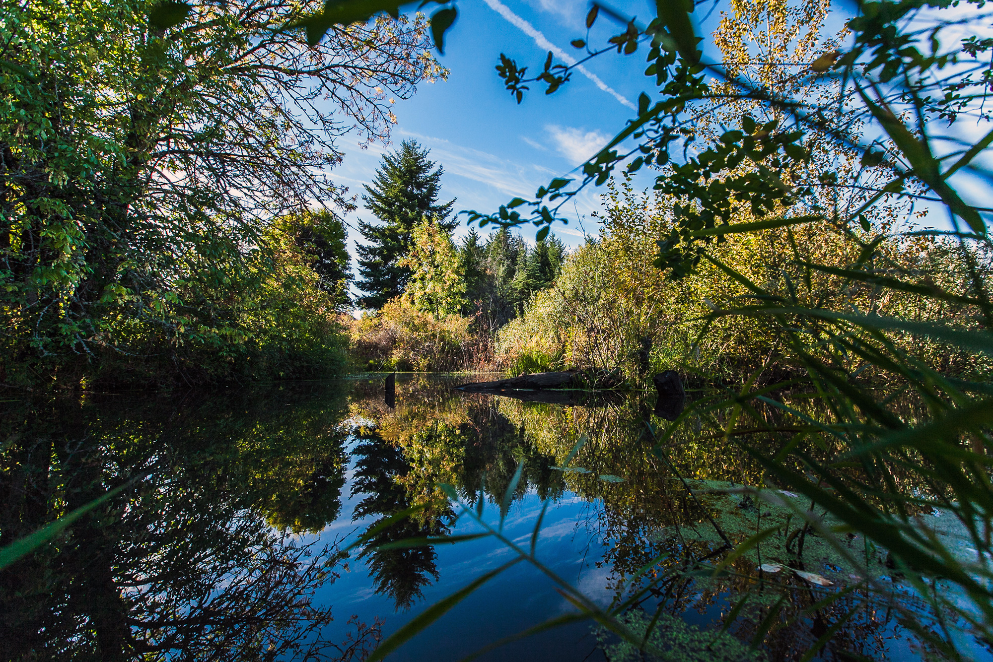  Researchers have valued the human health benefits of trees’ reduction of air pollution at 6.8 billion dollars a year. 