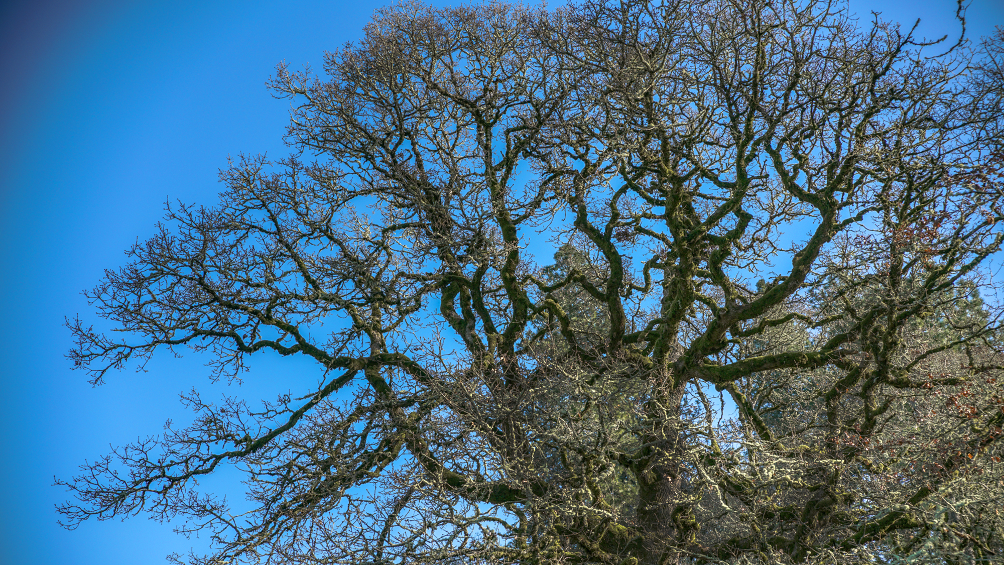  A single tree can absorb 10 pounds of air pollutants a year, and produce nearly 260 pounds of oxygen — enough to support two people. 