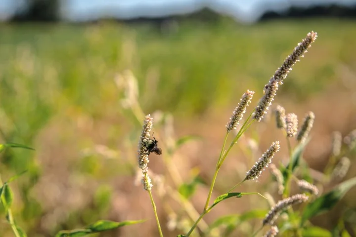 Pollinators Abound, Benefit Agriculture