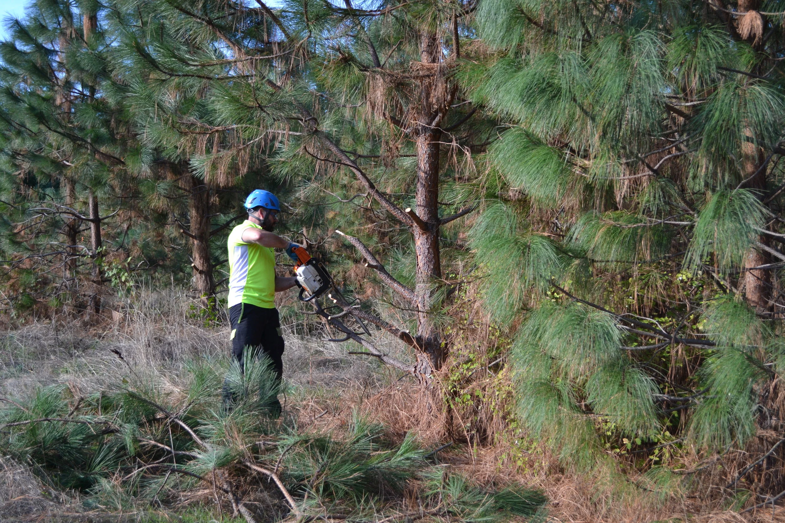  When work began at Maroon Ponds arborist creates snags for bird and wildlife habitat. Over the years the snags have now become important sunning logs for turtles 