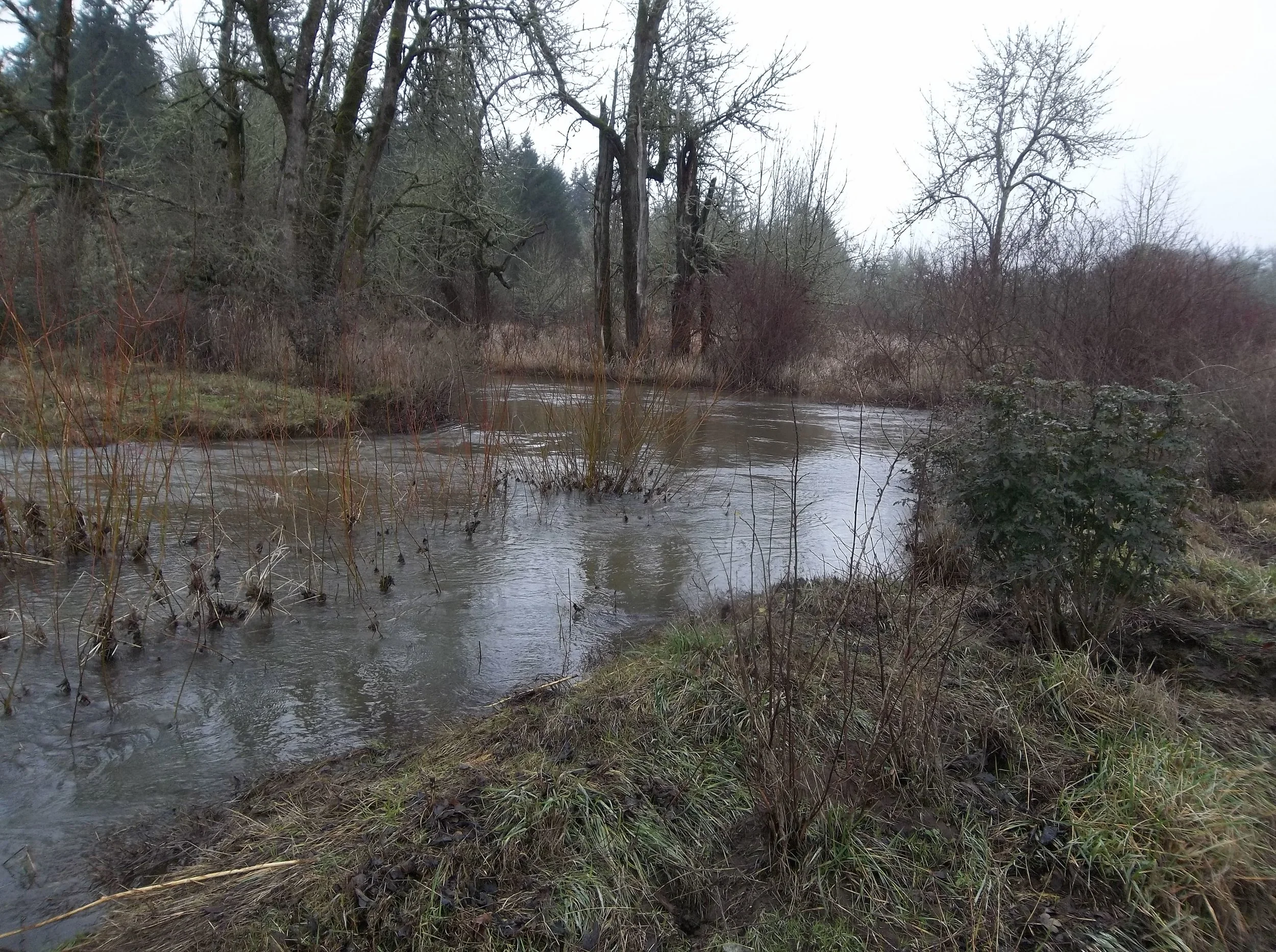Willows Rise