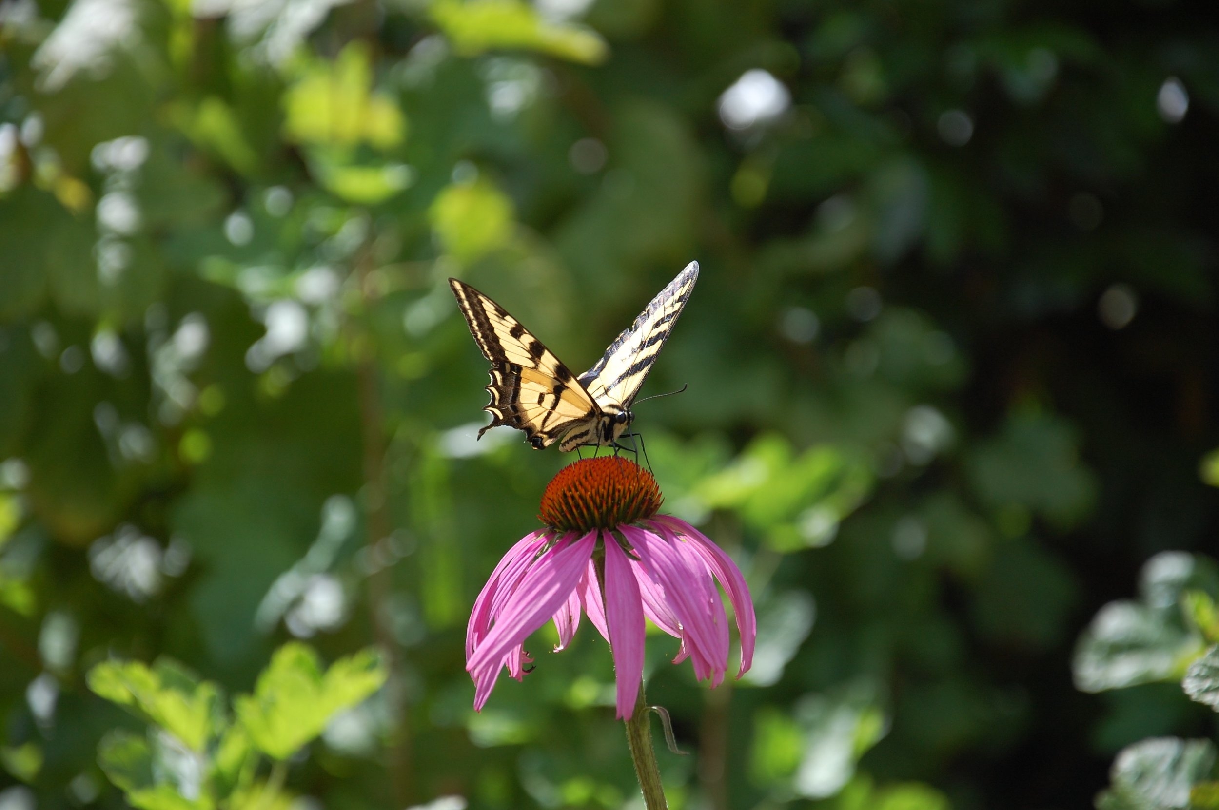  A swallowtail butterfly lands on a vibrant flower at Jackson Bottom Wetlands, showing how simple the relationship between plants and animals can be in the natural areas that we explore. 