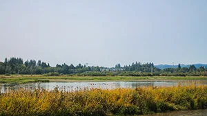 Chicken Creek