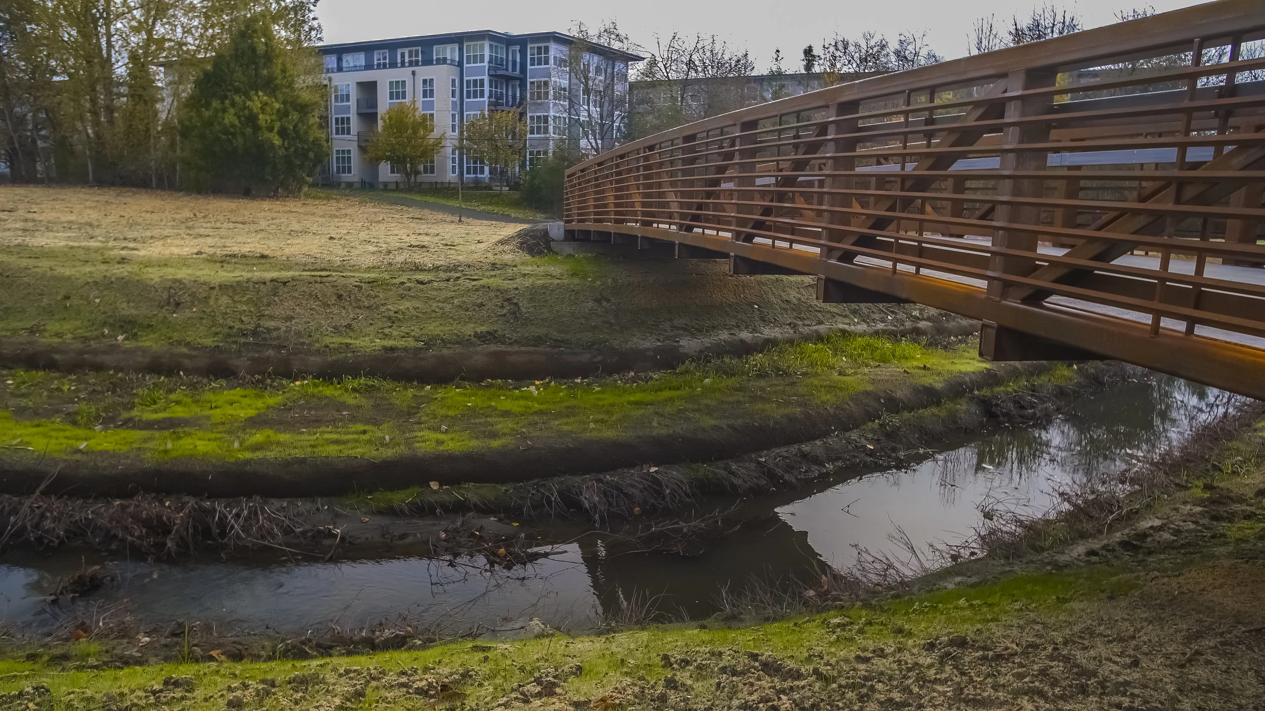The Ash-to-Main project uses highly effective revegetation tactics, including soil lifts, custom native seed blends, and bareroot trees and shrubs.
