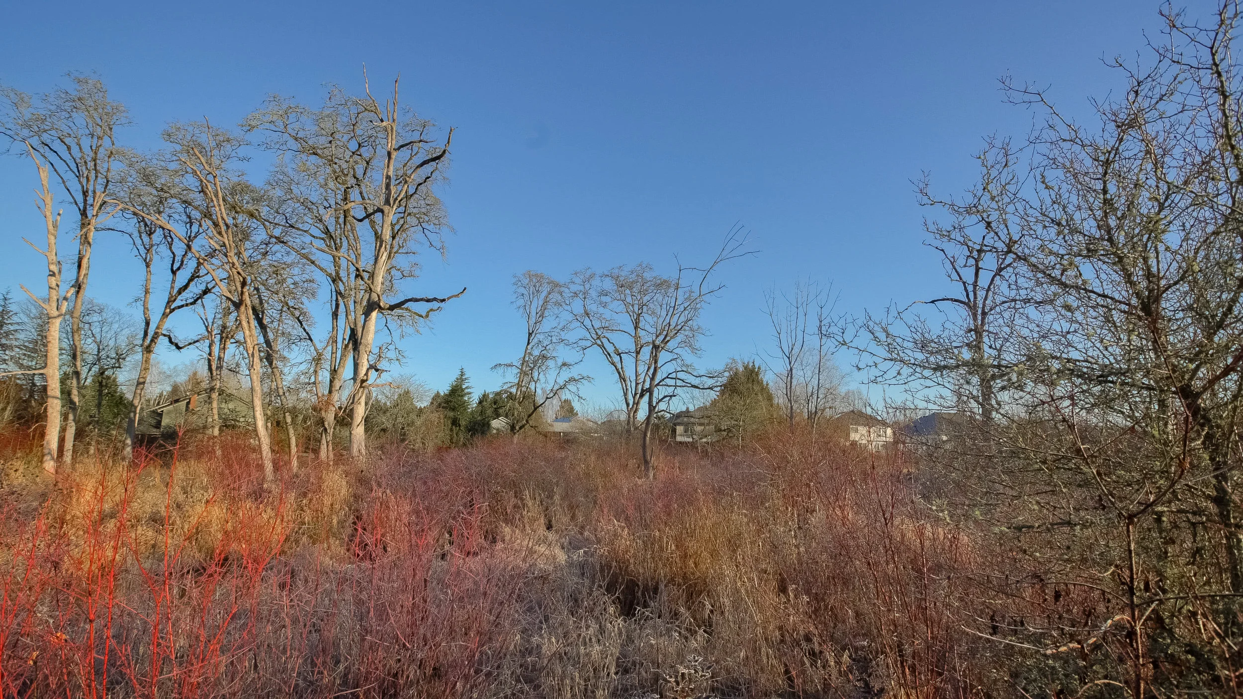 A remnant of the oak woodland that once covered much of Washington County is still present at this site.