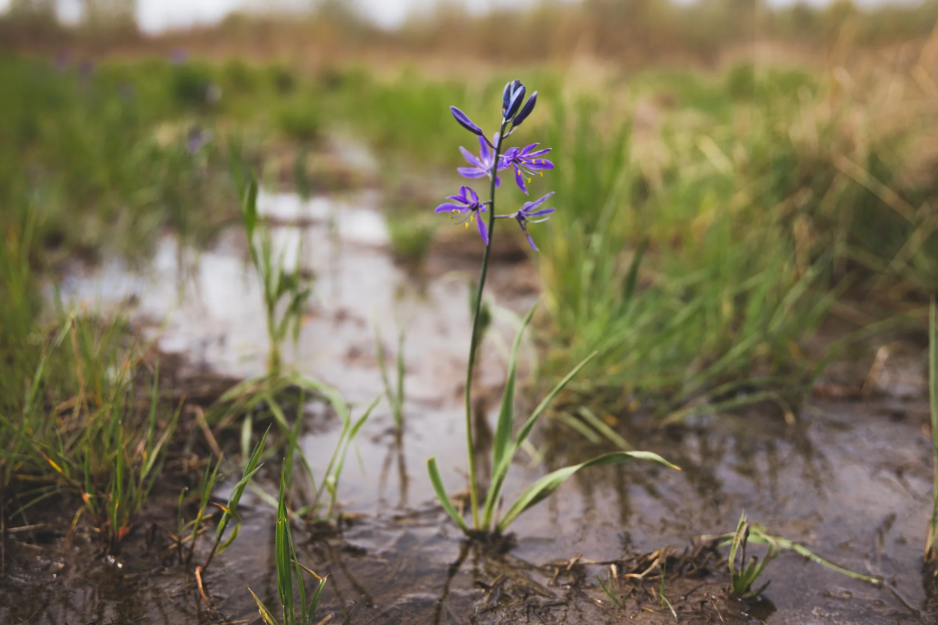 Native camas flourishes amidst spring rains.