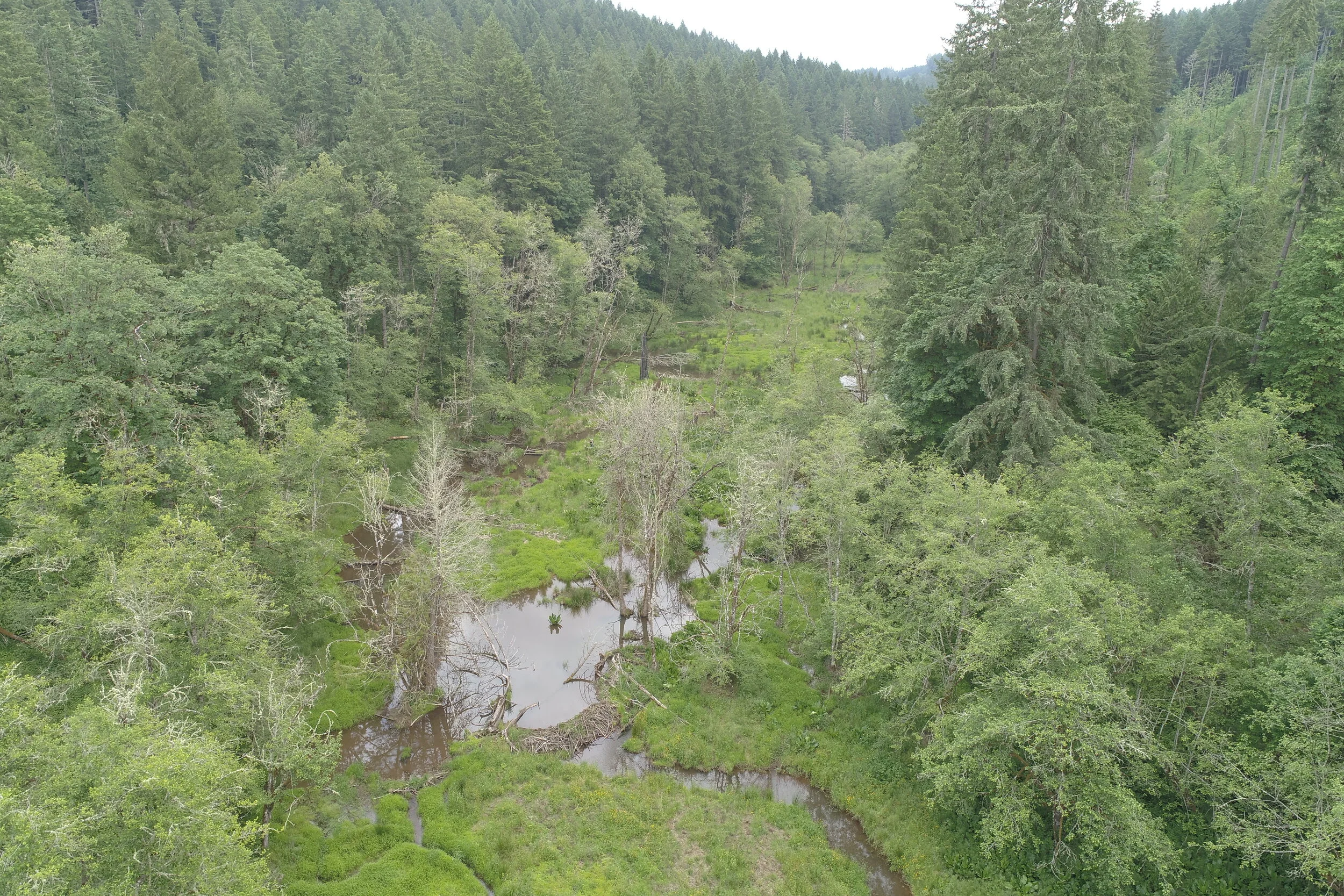  Near the middle of the complex, Baker Creek has taken on a braided pattern, due to beaver activity at multiple locations and the absence of any impediments to floodplain connection. 