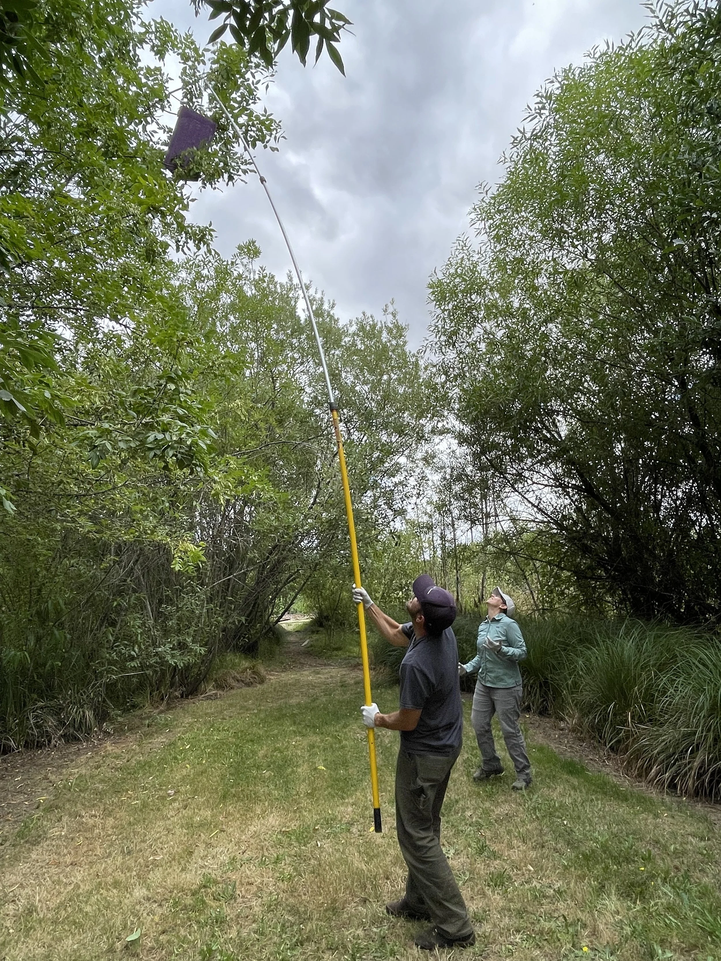  CWS and TSWCD staff set traps for the Emerald Ash Borer 