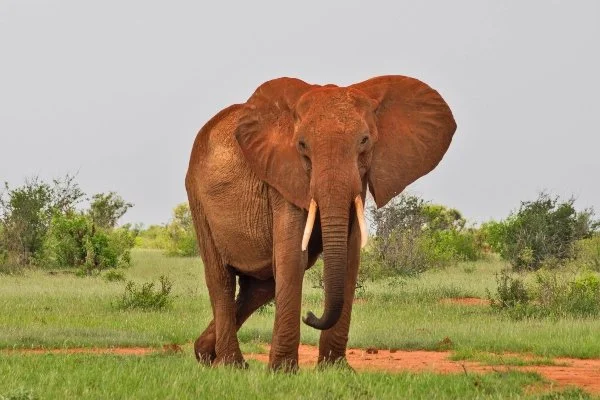 african-elephant-kenya.jpg