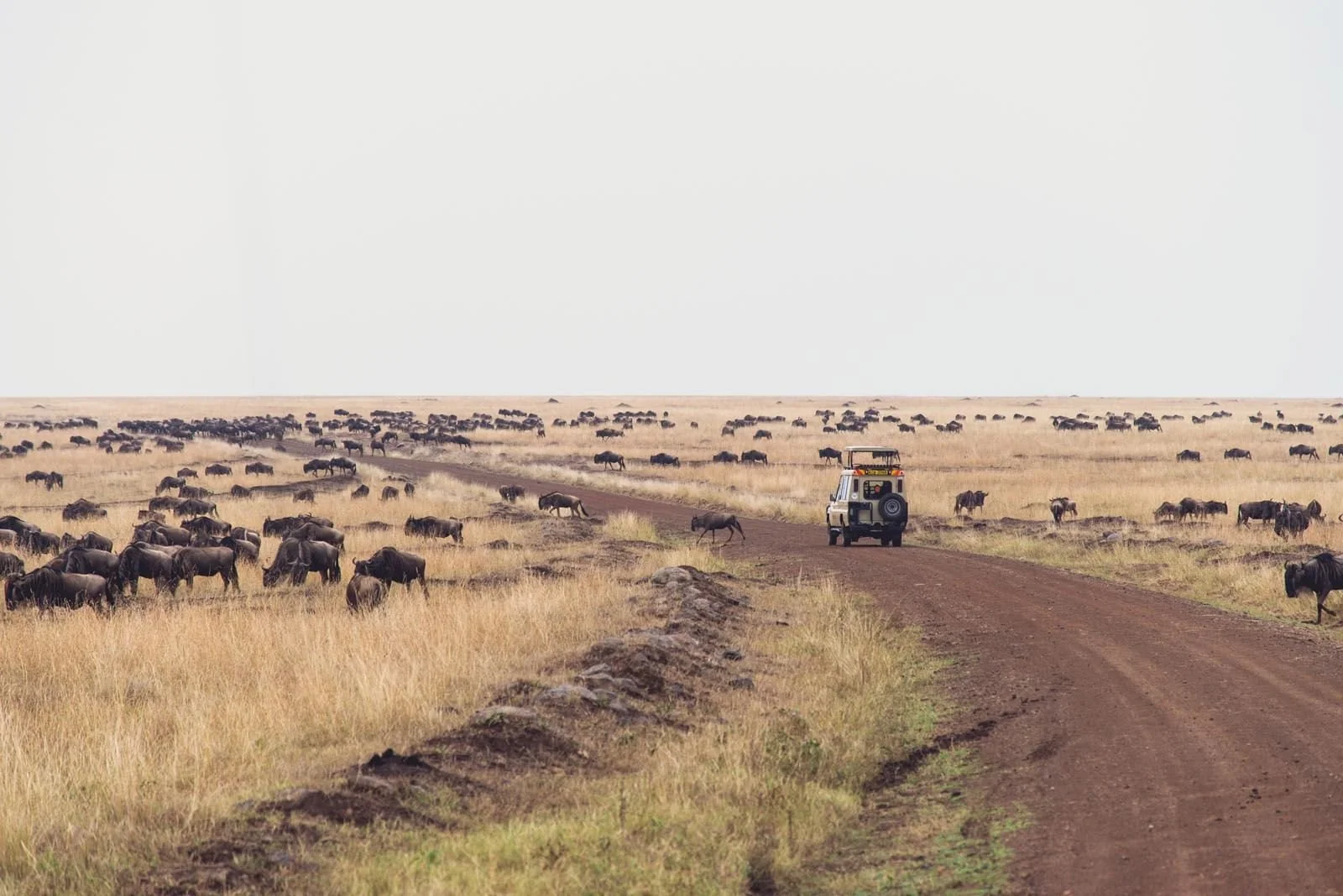 wildbeest-migration-2.jpg