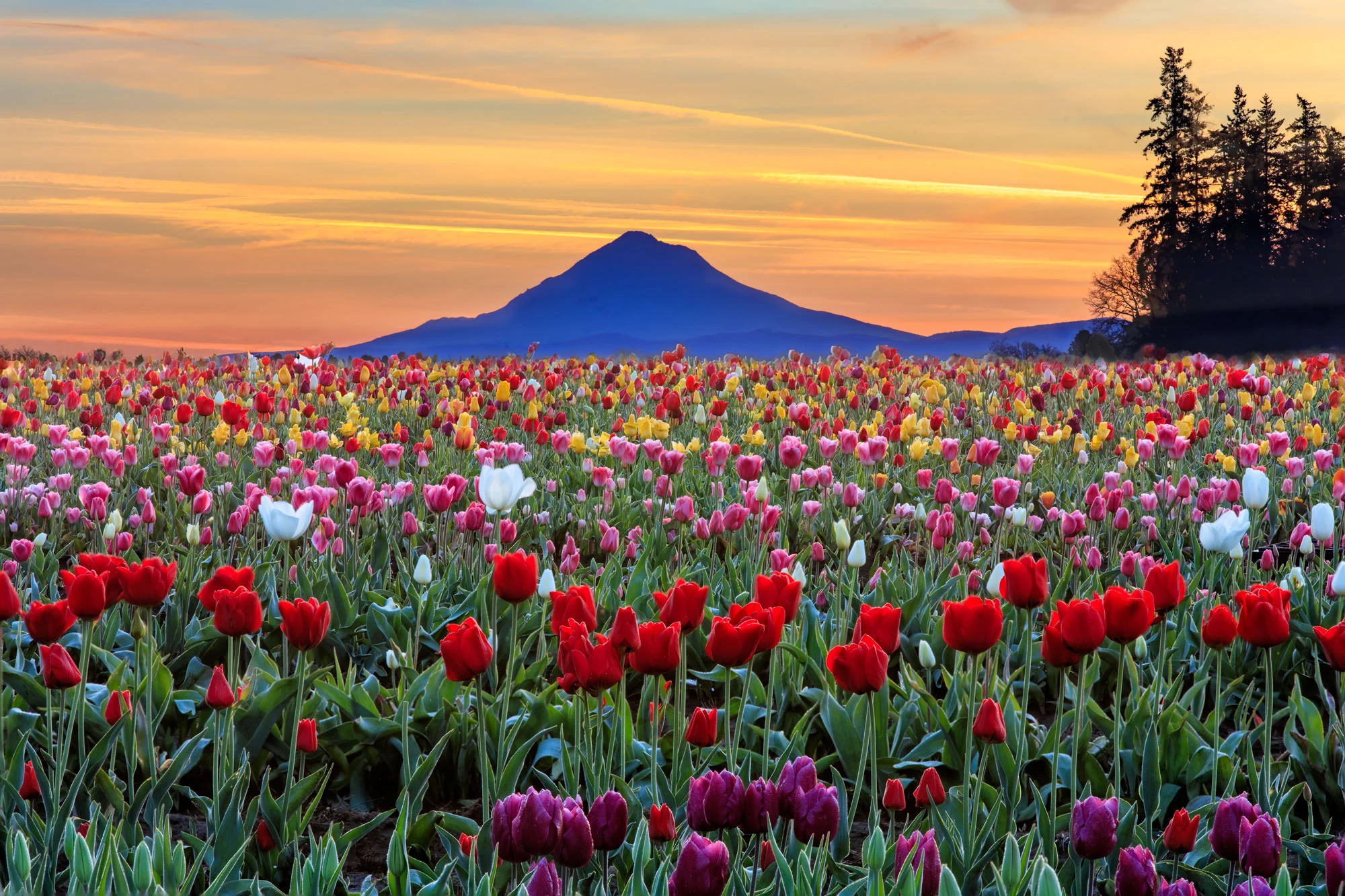 Tulip-Field-(1-of-1).jpg