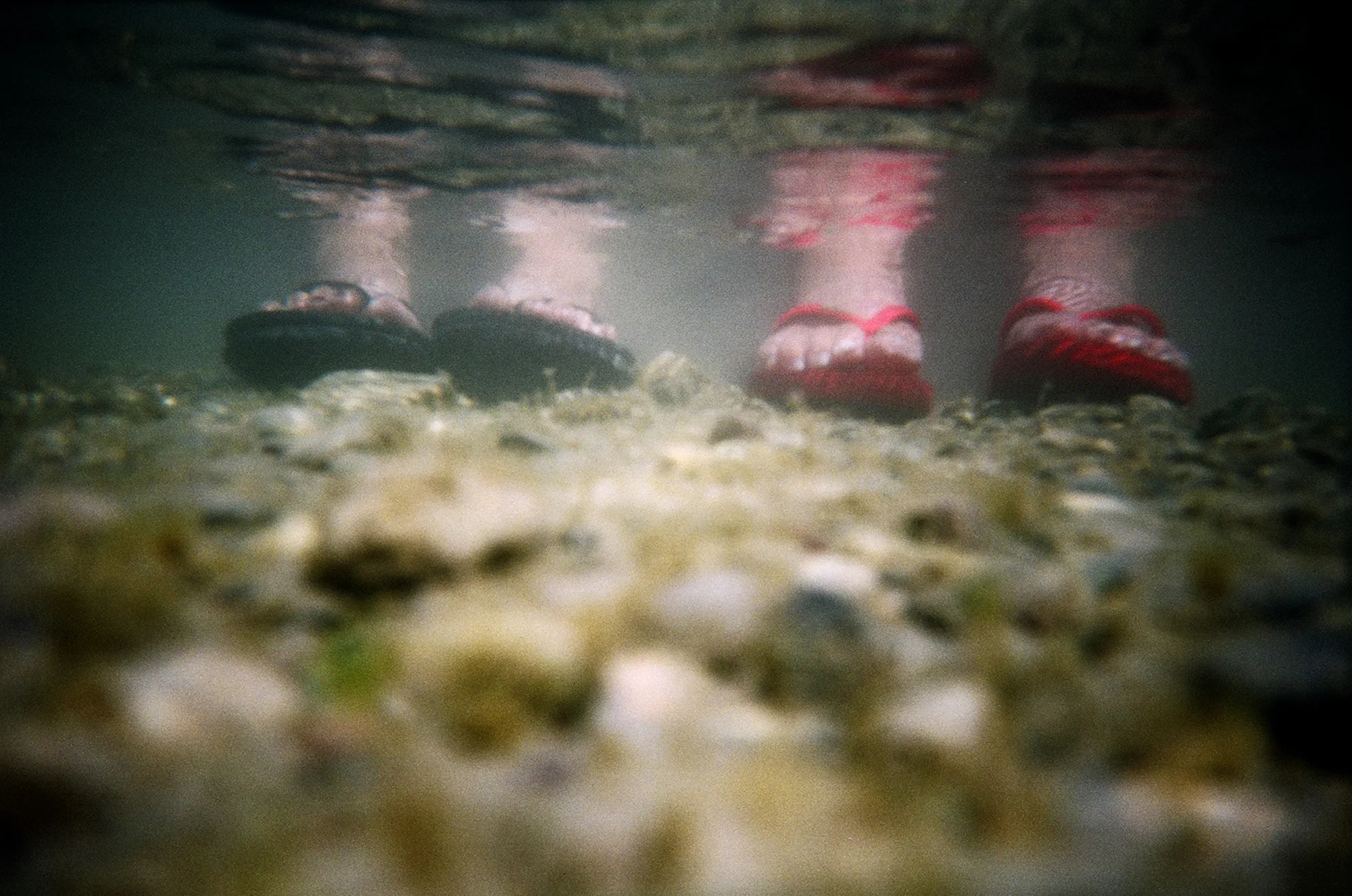Feet in the Swamp. 2005.