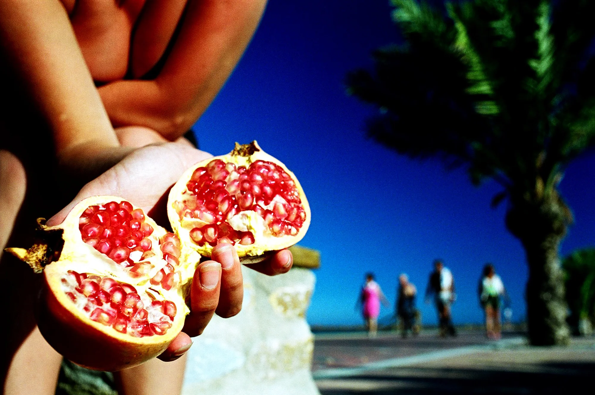 Pomegranate. Spain. 2005.