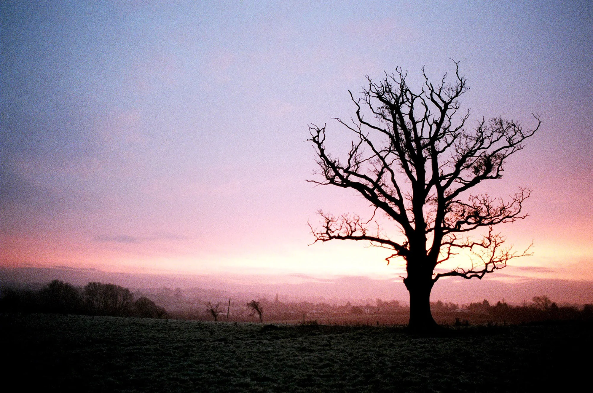 Tree at Dusk somewhere near Bristol. 2003.