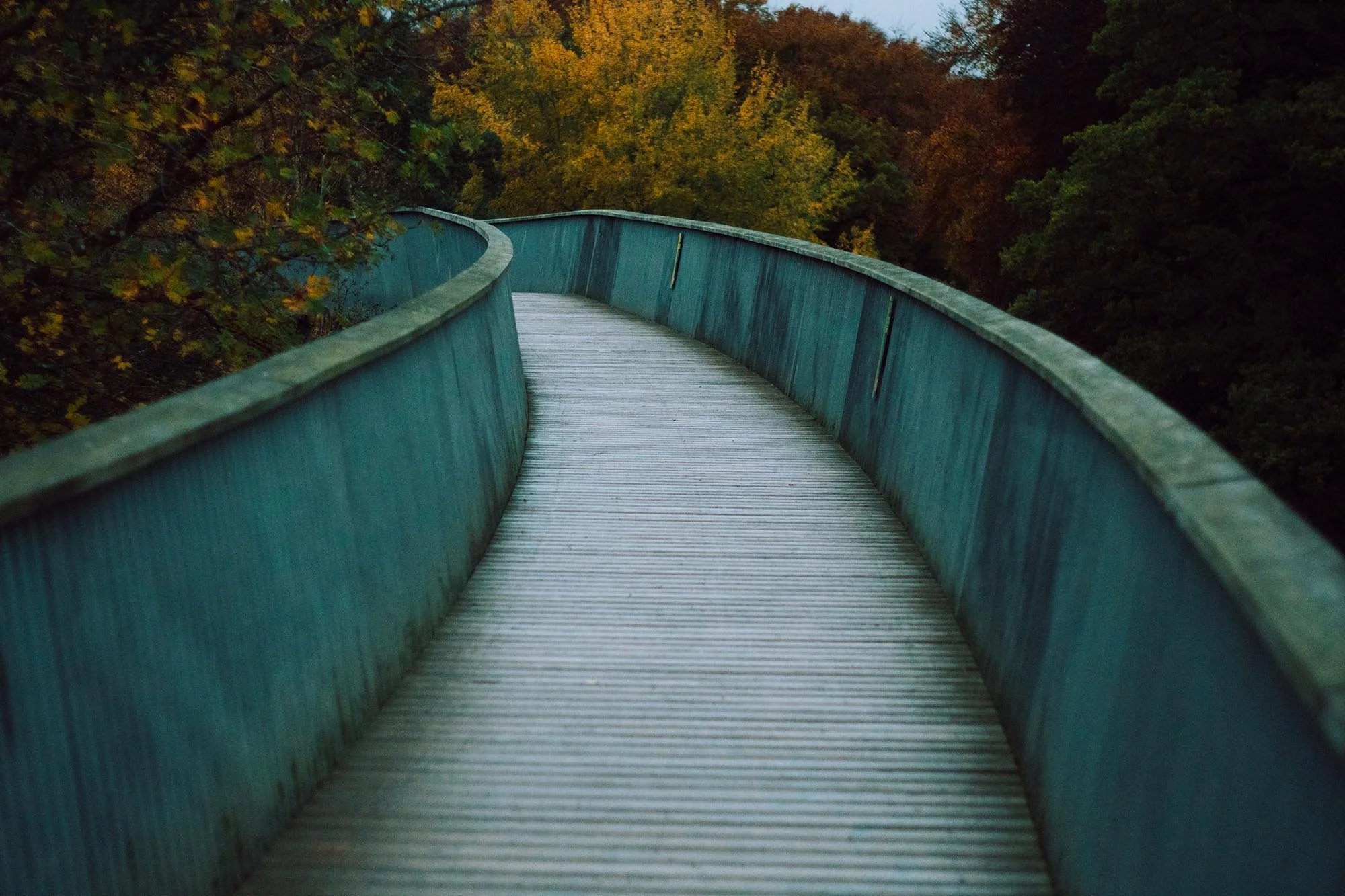 Bridge. Westonbirt. 2025.