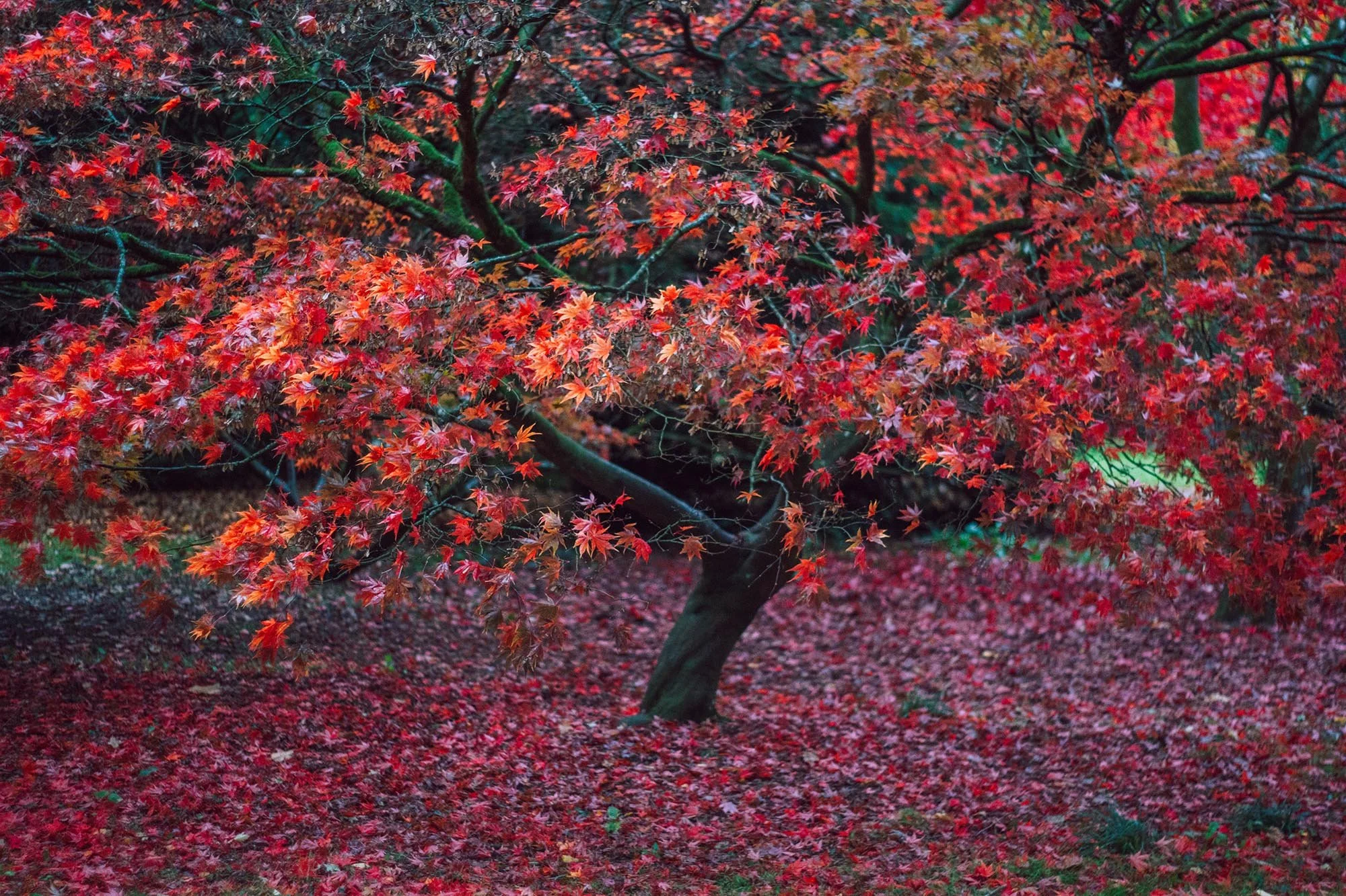 Red Tree. Westonbirt. 2025.