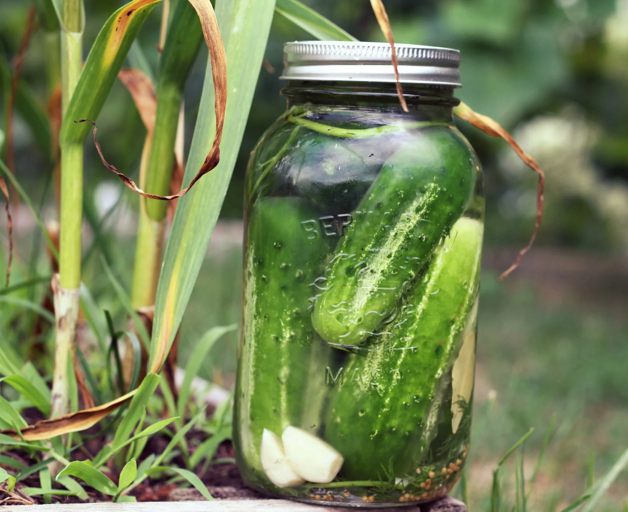 Fermented Pickles: Video + Recipe Handout