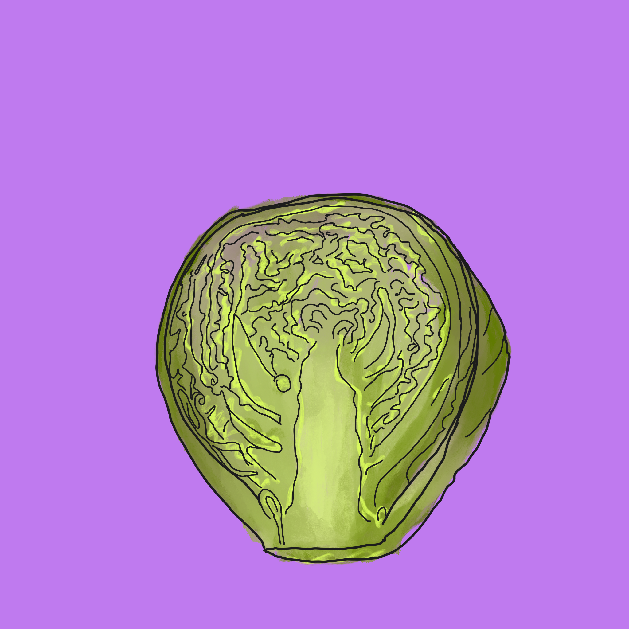 Cross Section of a Cabbage