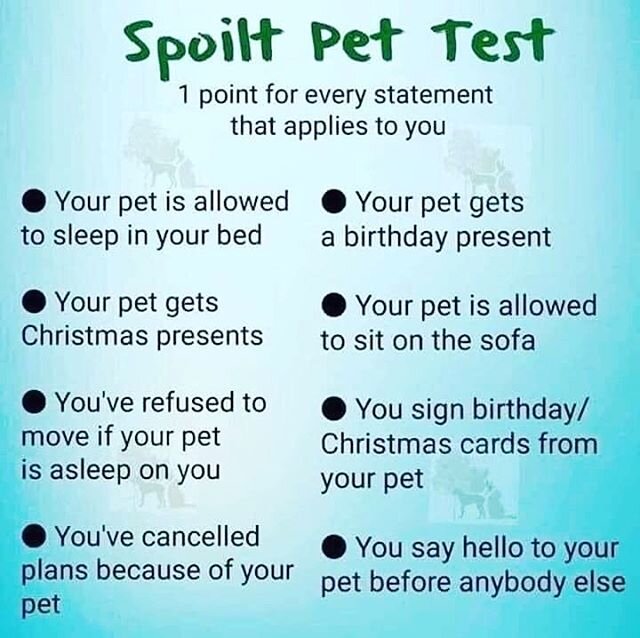 How many points would you score?  I got a grand total of 80, all my pets are spoiled🤦🏽&zwj;♀️