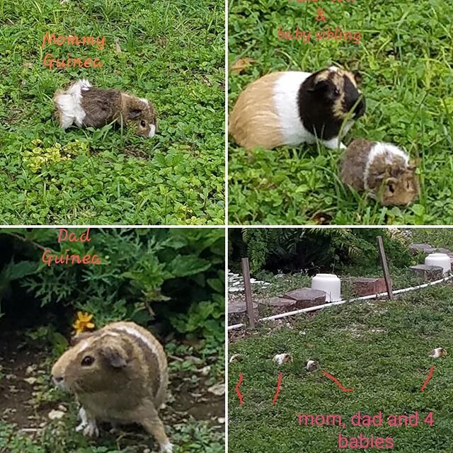 I have a friend that has a family of guinea pigs (Mom, Dad &amp; 4 babies) living in her yard.  She is trying to find homes for them.  If you are interested or know anyone who is please DM.