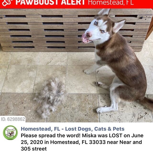 🚨🚨LOST DOG🚨🚨