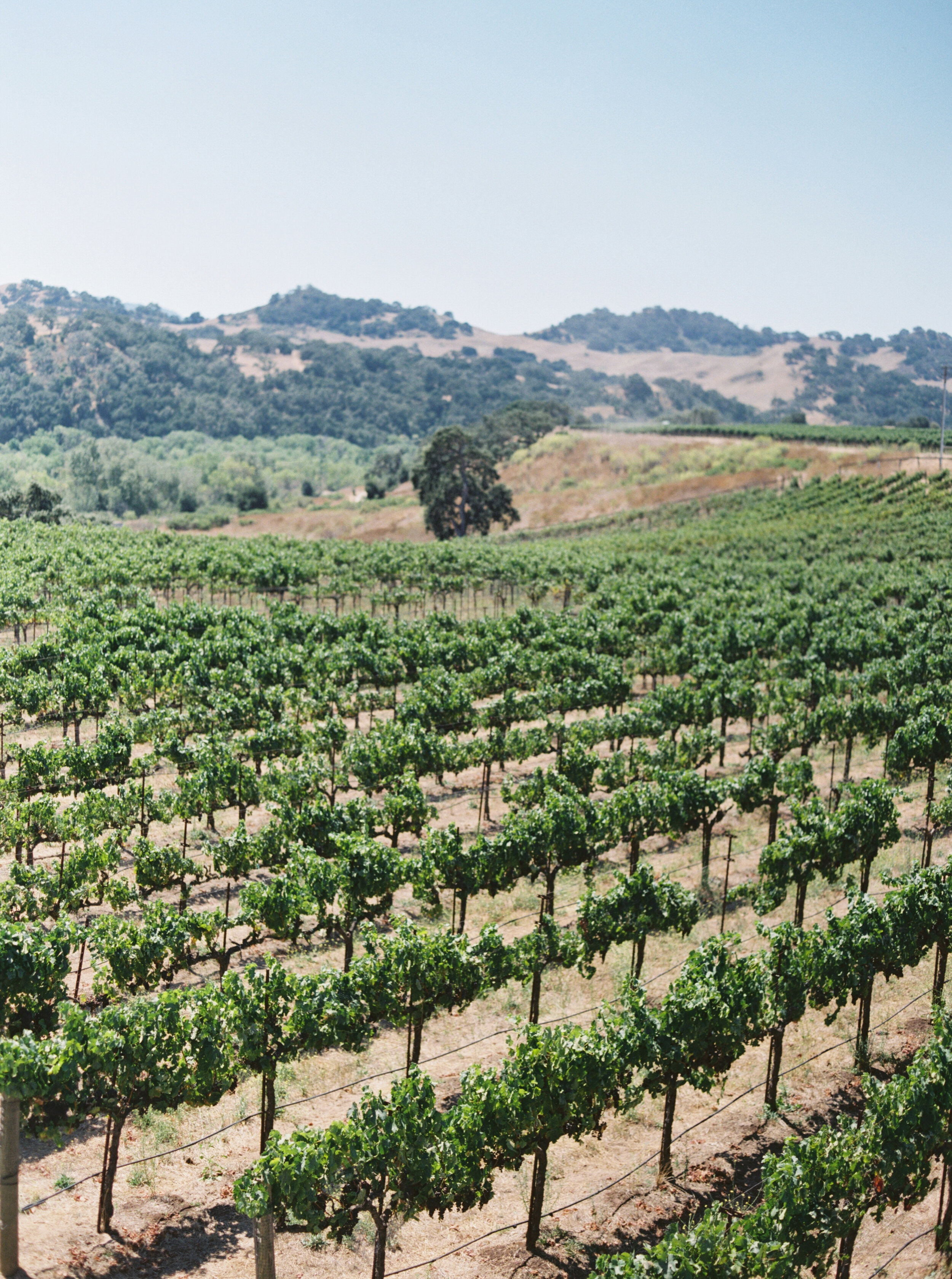 McKenzie-Smith-Photography-Santa-Ynez-CA-Luxury-Destination-Film-Photographer-040.jpg