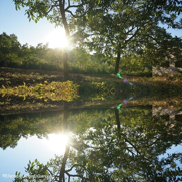 Symetries vegetales et aquatiques, dans la campagne du Vigan En Quercy.
⠀
#leviganenquercy #visitlafrance #southwestfrance #sudouest #sudouest_focus_on #quercy #perigord #paysdegourdon #occitanie #tourismelotdordogne #plusbeauxdetoursdefrance #plusbe