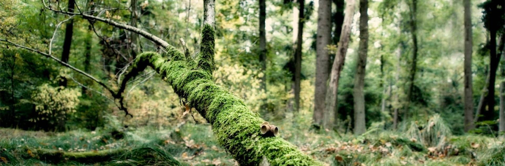 forestfloor 1.jpg