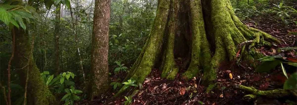 forestfloor3.jpg