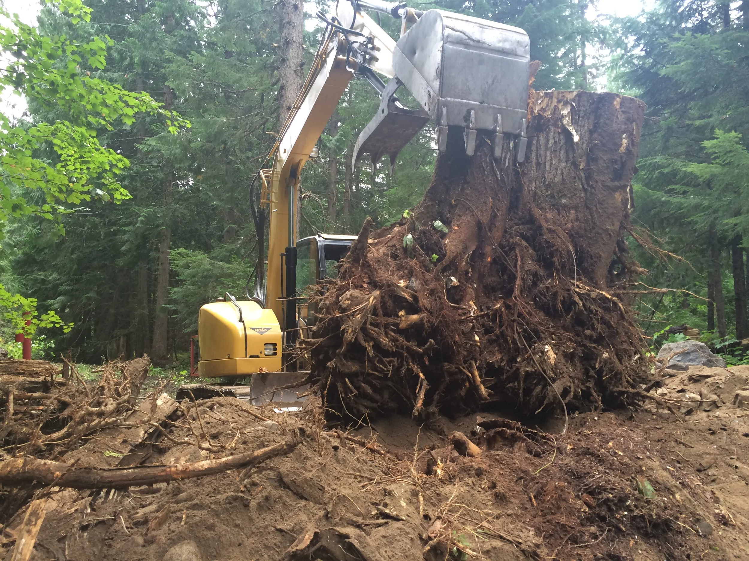 STUMP REMOVAL