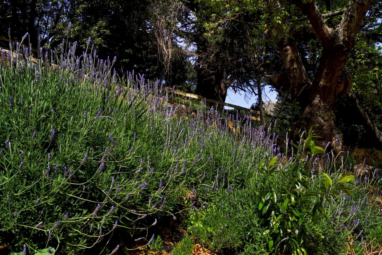 Lavender & Trees.jpeg