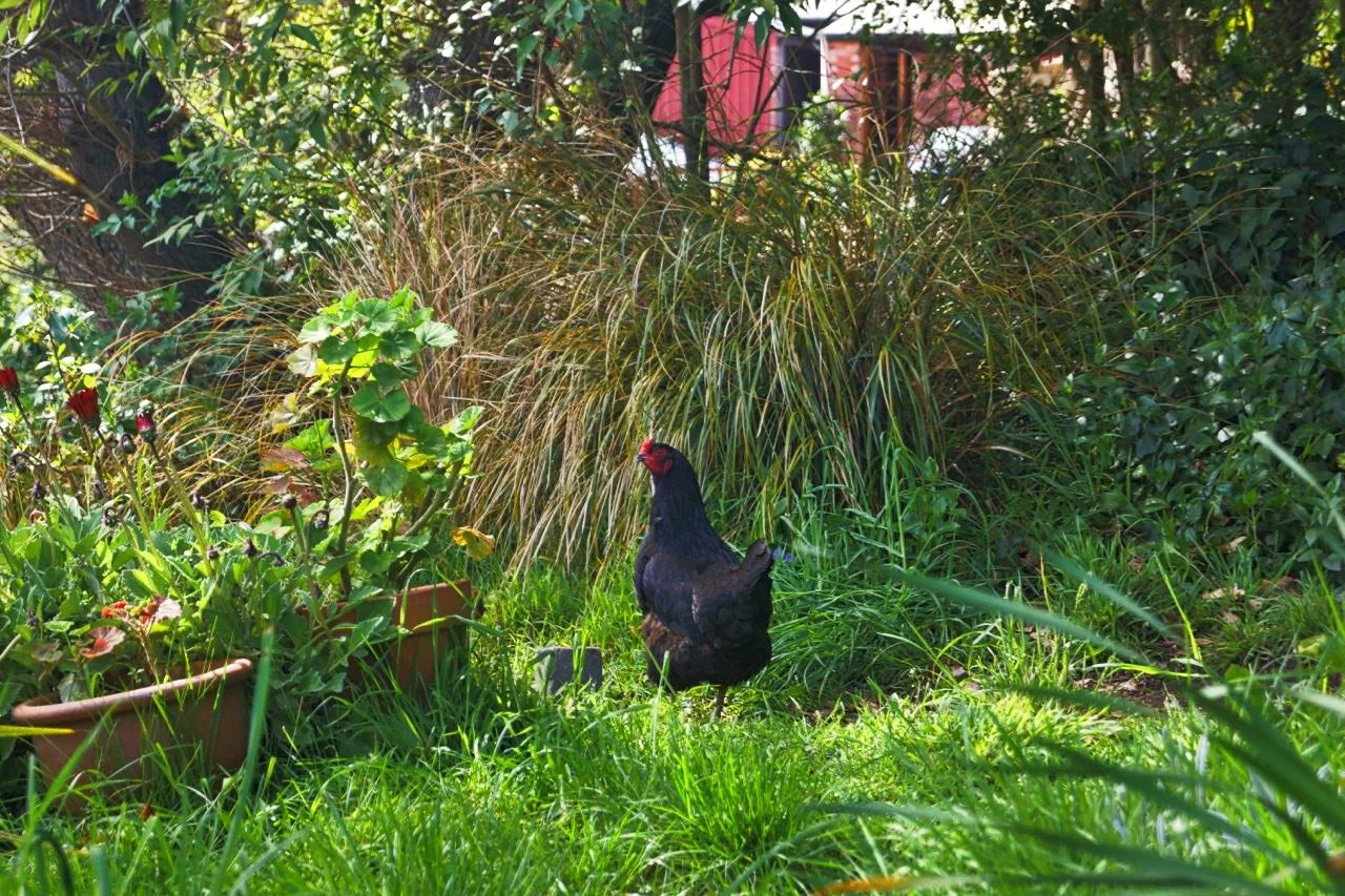 Black Chook.jpeg