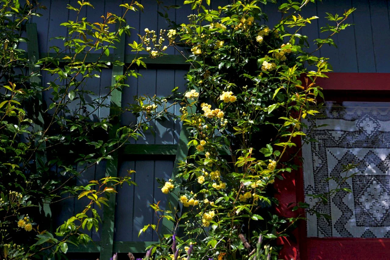 Carriage Climbing Rose.jpeg