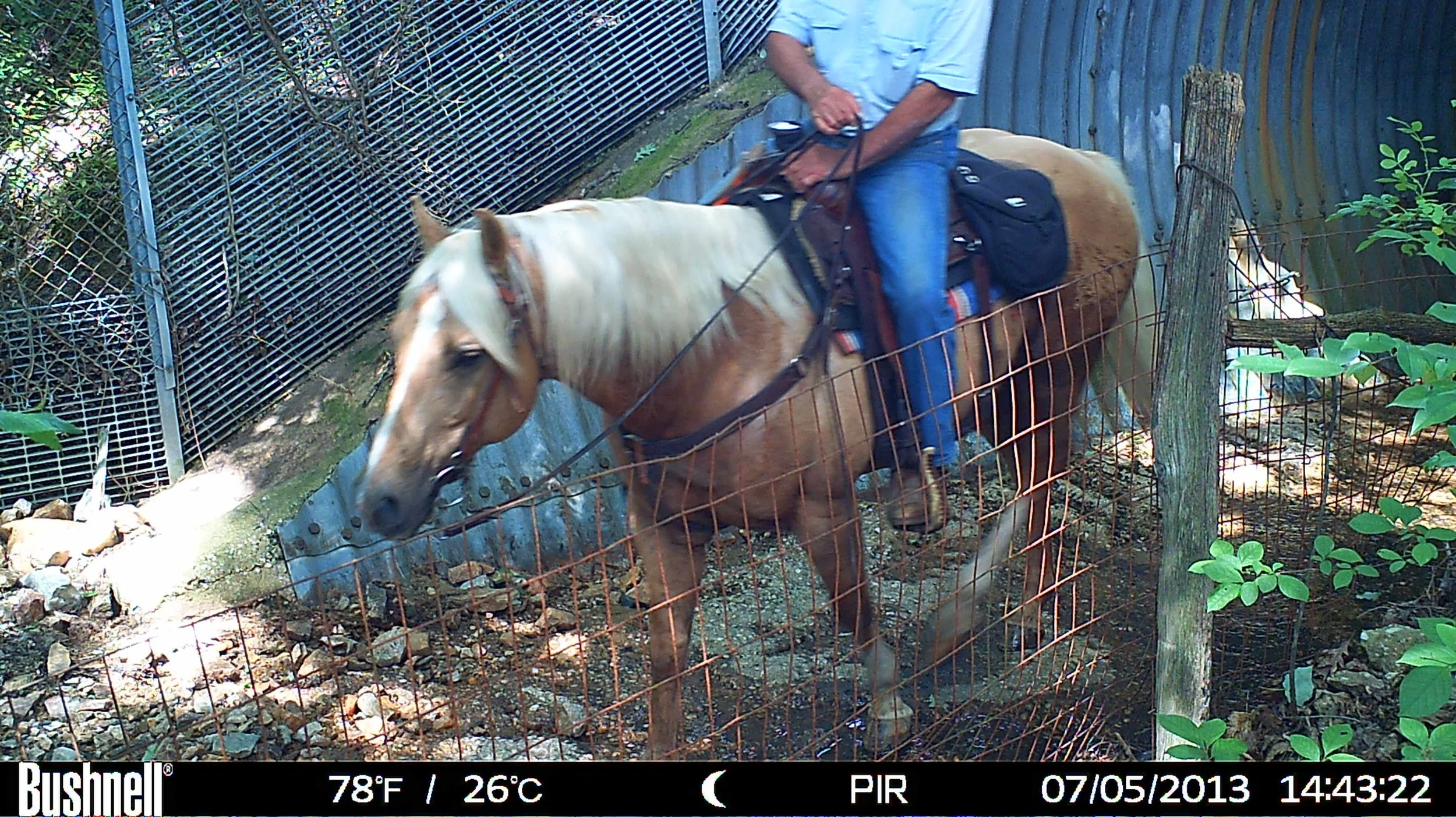 Trail Camera Activity