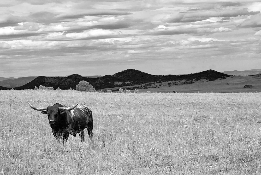 6707_web-BW.jpg