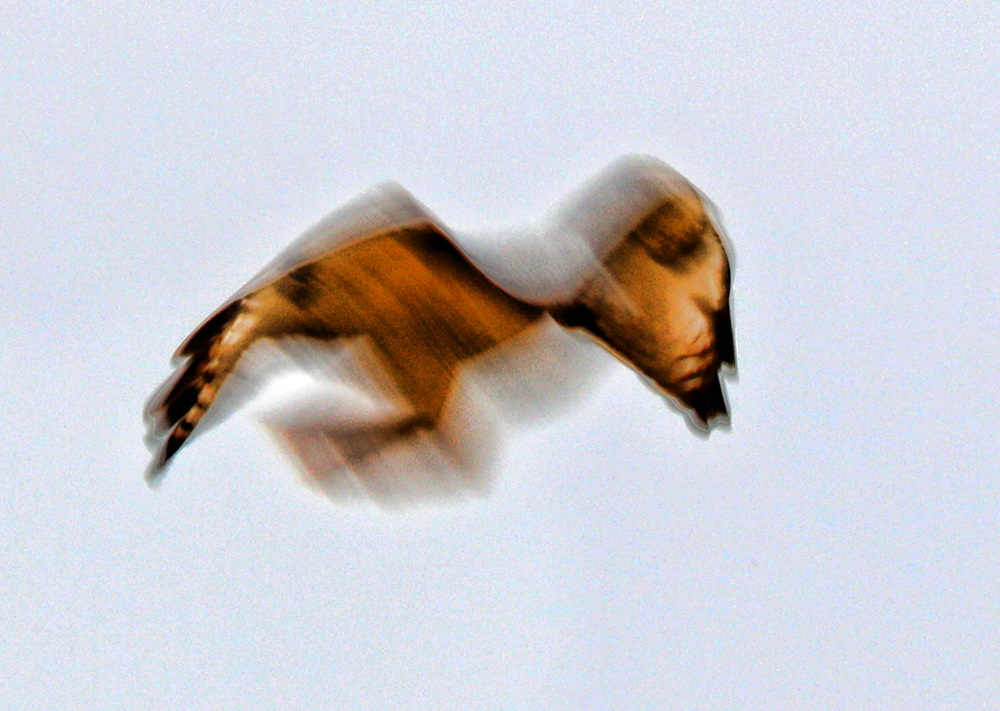 Hawk abstract